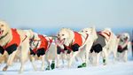 Foto: Mengintip Anjing Husky Latihan Seluncur