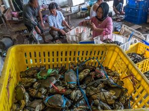 Cuaca Buruk, Harga Kepiting Melonjak