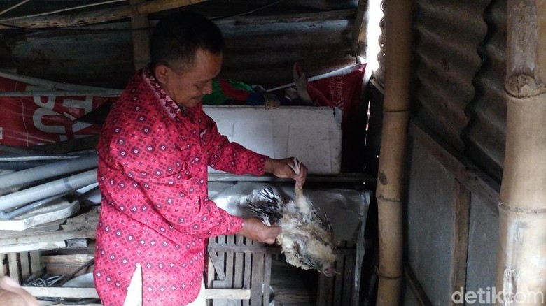 Matinya Puluhan Ekor Ayam di Mojokerto Karena Penyakit Newcastle Matinya Puluhan Ekor Ayam di Mojokerto Karena Penyakit Newcastle