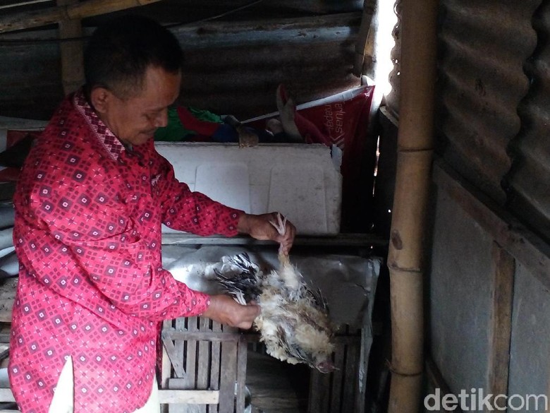 Puluhan Ekor Ayam Kampung di Kota Mojokerto Mati Misterius Puluhan Ekor Ayam Kampung di Kota Mojokerto Mati Misterius