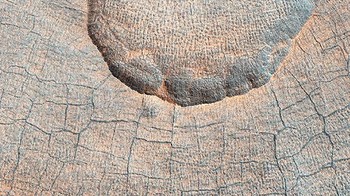 Kawah terbesar, Utopia Planitia di Mars memiliki diameter sekitar 3.300 km, menjadikannya kawah terbesar di tata surya. Objek ini sempat menjadi tempat pendaratan dari pesawat antariksa bernama Viking 2 pada 1976. (Foto: Space)