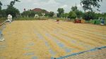 Potret Hamparan Sawah di Dalam Kota Jakarta