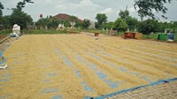 Untuk satu hektarnya, hamparan sawah ini bisa menghasilkan padi sekitar 5 ton (Foto: Aditya Fajar/detikcom)