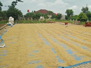 Mentan: Bulog Serap 2,2 Juta Ton Gabah hingga Juni