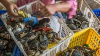 Menurut pengepul setempat dalam sebulan terakhir harga kepiting mengalami kenaikan bertahap dari Rp100.000 per kilogram menjadi Rp150.000 per kilogram karena kurangnya pasokan dari nelayan, menyusul cuaca buruk yang menyebabkan tangkapan menurun. Aji Styawan/Antara Foto.