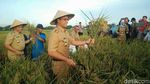 Potret Hamparan Sawah di Dalam Kota Jakarta