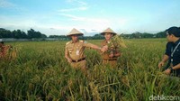 Foto: Anies mengaku sering datang ke tempat memanen padi. Terakhir panen bulan September kemarin di Yogya, saya kan sering datang ke tempat panen, ucap Anies. Fotografer: Aditya Fajar/ detikcom