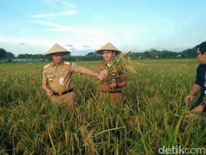 Anies: Ternyata di Jakarta Masih Ada Lebih dari  300 Hektar Sawah