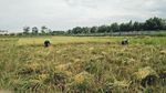 Potret Hamparan Sawah di Dalam Kota Jakarta