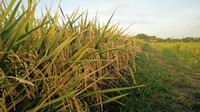 Sawah milik Pemprov DKI ini memiliki luas sekitar 3 hektar (Foto: Aditya Fajar/detikcom)