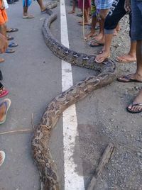 Ular Piton 5 Meter Gegerkan Warga Gorontalo