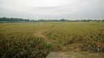 Potret Hamparan Sawah di Dalam Kota Jakarta