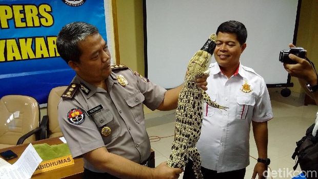 BKSDA: Buaya Muara Satwa Dilindungi