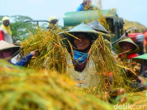 Tumpangsari Jadi Andalan Genjot Produksi Padi, Jagung & Kedelai