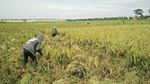 Potret Hamparan Sawah di Dalam Kota Jakarta