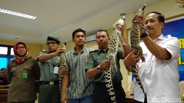 Cyber Patrol Polda DIY Gagalkan Perdagangan Buaya Muara 