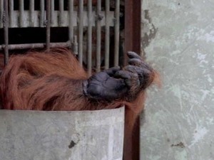 Penyelundupan Bayi Satwa Makin Membuat Orangutan Terancam Punah