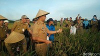 Foto: Anies memanen padi dengan sabit bersama Kepala dinas Ketahanan Pangan Lautan dan Pertanian Darjamuni dan Kepala UPT Pusat Pengembangan Benih dan proteksi tanaman (P2BPT) Ali Nurdin. Fotografer: Aditya Fajar/ detikcom