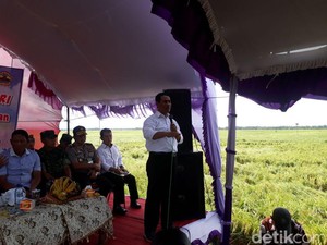 Mentan: 300.000 Hektar Sawah di Jateng Panen Februari
