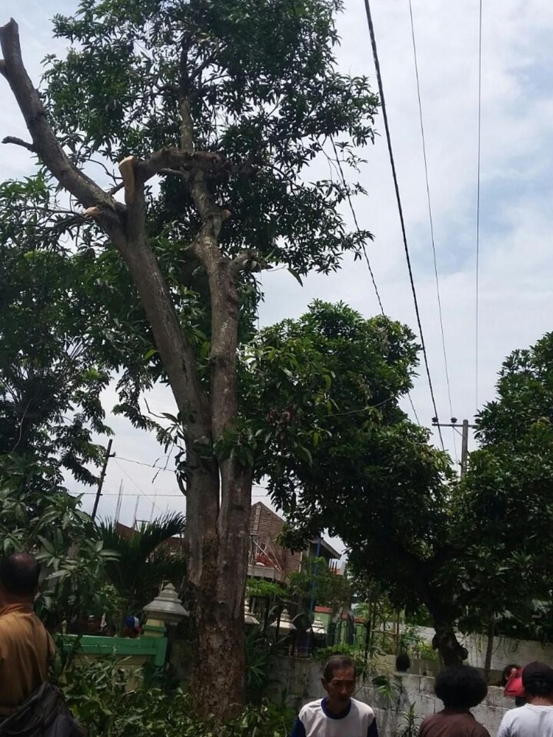 Tersengat Listrik, Tukang Tebang Pohon Jatuh dan Meninggal Tersengat Listrik, Tukang Tebang Pohon Jatuh dan Meninggal