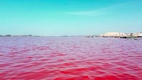 Danau pink ini juga terbilang unik. Karena letaknya berada di pinggir pantai, di tengah-tengah pulau (Thinkstock)