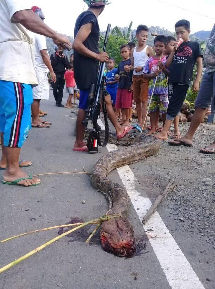 Ular Piton 5 Meter Gegerkan Warga Gorontalo