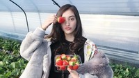 Selain itu, Ranty juga terlihat berkunjung ke Kebun Strawberry. Dia tidak menyangka strawberry Korea besar-besar seperti itu. (Instagram/Ranty Maria)