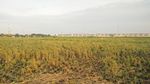 Potret Hamparan Sawah di Dalam Kota Jakarta