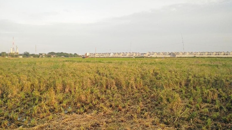 Masih Ada Hamparan Sawah Tersisa di Jakarta Masih Ada Hamparan Sawah Tersisa di Jakarta