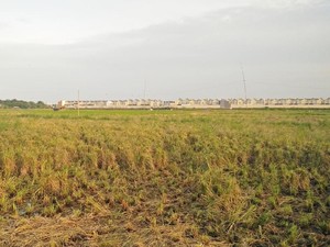 Masih Ada Hamparan Sawah Tersisa di Jakarta