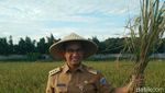 Potret Anies Panen Padi dan Petik Buah Naga di Cakung