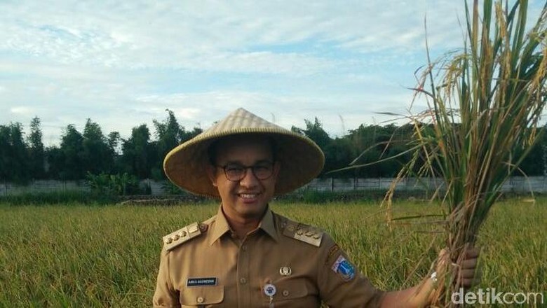 Pakai Caping, Anies Panen Padi di Cakung Pakai Caping, Anies Panen Padi di Cakung