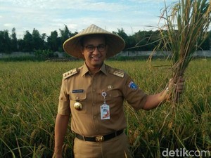 Pakai Caping, Anies Panen Padi di Cakung