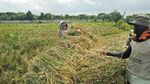 Potret Hamparan Sawah di Dalam Kota Jakarta