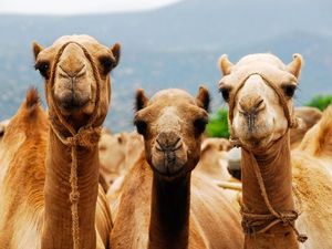 Masih Waspadai Virus MERS-CoV, Jemaah Haji Diminta Tak Usah Selfie Bareng Unta
