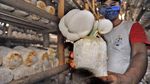 Asyik! Produksi Jamur Tiram Meningkat