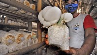 Pekerja memanen jamur tiram (Pleurotus ostreatus) di Kampung Betung, Curug, Serang, Banten, Selasa (23/1). ANTARA FOTO/Asep Fathulraman.