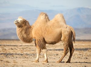 Kisah Nabi Shaleh yang Diberi Mukjizat Mampu Mengeluarkan Unta dari Batu