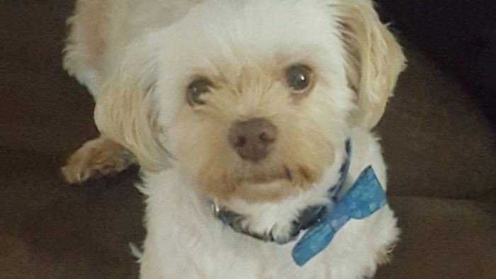 Tertinggal Pesawat, Anjing Ini Kembali Ke Pemilik Tempuh 17.000 Km