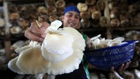 Budidaya jamur menjadi salah satu usaha industri rumah tangga yang permintaan pasar terus meningkat dengan harga dijual Rp 40.000 hingga Rp 50.000 perkilogram. ANTARA FOTO/Irwansyah Putra.