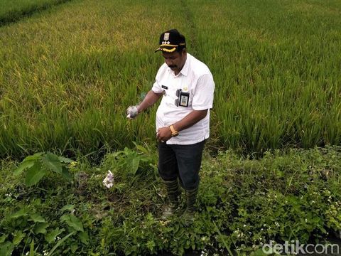 Camat Kepanjen sebelum tangannya terbakar/