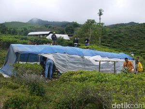 Potret Tenda Darurat Pengungsi Korban Gempa di Kebun Teh Bogor