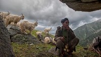 Suku Gaddi kerap terkena banjir dan longsoran salju. Lanskap hutan dan sungai, menjadi pemandangan di Bara Bangal. Sehari-hari mereka berternak kambing. Mereka memeras susu dan memakan dagingnya untuk kebutuhan sehari-hari (Sankar Sridhar/CNN Travel)