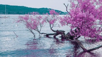 Ia pun mengkhususkan diri dalam pengambilan foto landscape dan mengembangkan gaya dalam menangkap potret jalanan dan alam dengan warna tenang. (Foto: Instagram)