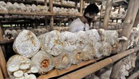 Cuaca lembab akibat hujan mendorong pertumbuhan jamur lebih maksimal sehingga produksi jamur meningkat dari biasanya 2 kwintal menjadi 4 kwintal per 1.000 baglog (kantung) setiap hari. ANTARA FOTO/Asep Fathulraman.