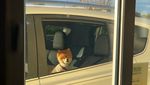 Duh, Gemasnya Pose Anjing Ini Saat Menunggu Diberi Bagel dalam Mobil!