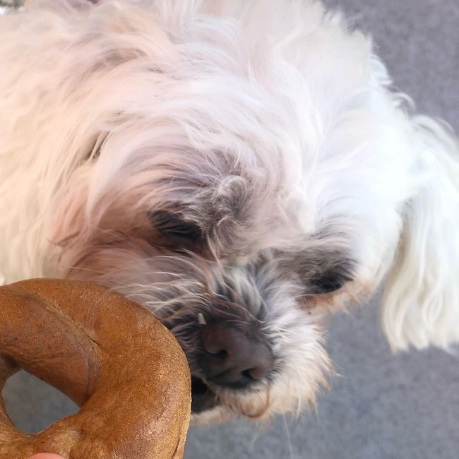 Pose Anjing Menunggu Diberi Bagel hingga Tempat Belanja Bahan Makanan Korea