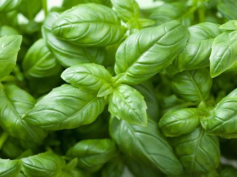 daun basil
