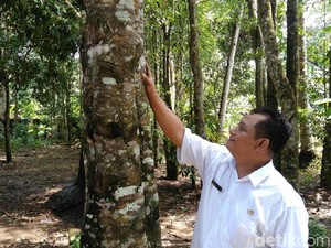 Mengenal Pohon Gaharu, Tanaman Tropis Wangi Mendunia yang Kaya Manfaat