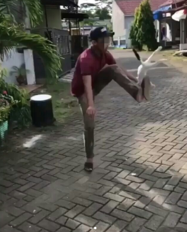 Penendang Kucing di Makassar Minta Maaf, Ini Pernyataannya Penendang Kucing di Makassar Minta Maaf, Ini Pernyataannya